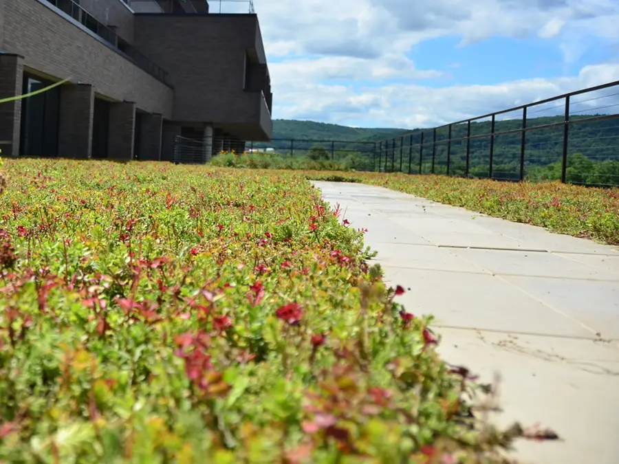 Green Roofs